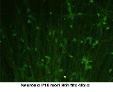 neuroniop16fitc-1